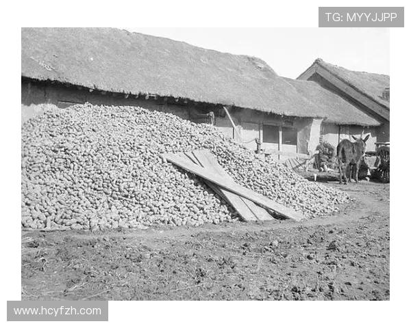 布拉德福德俱乐部:从历史辉煌到现代挑战的转型与发展之路
